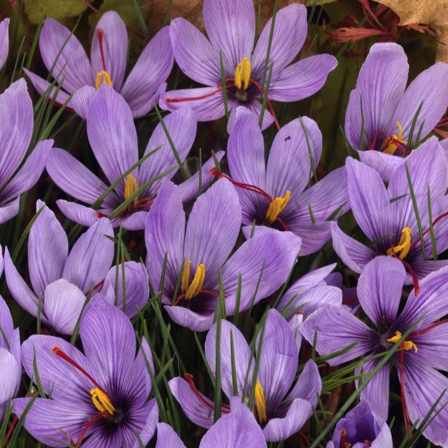 Crocus Sativus Saffron