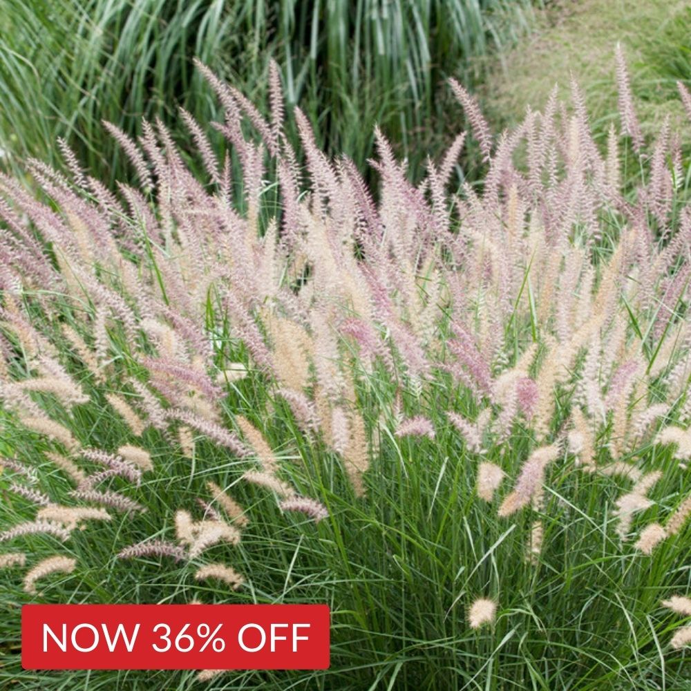 Pennisetum 'Little Bunny'