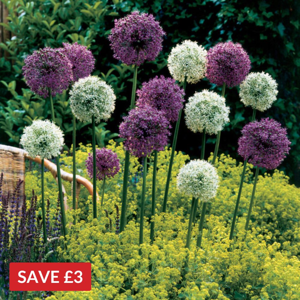 Giant Allium Collection 18cm+