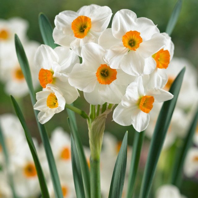 Narcissus Geranium