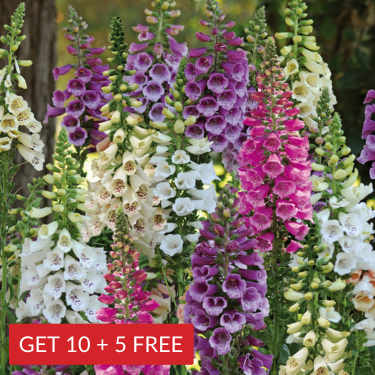 Digitalis Purpurea – Mixed