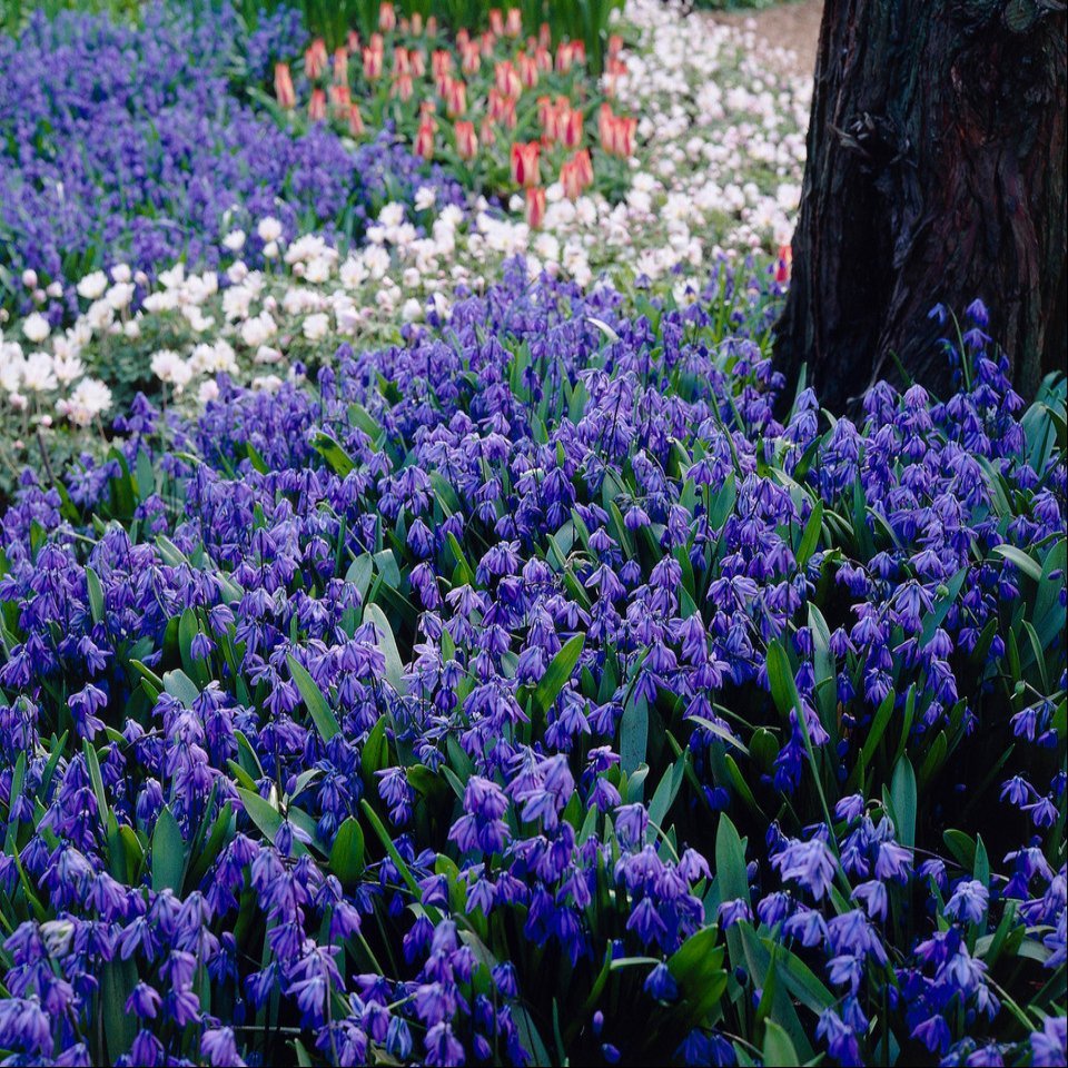 Scilla Siberica  (8-9cm Bulbs)