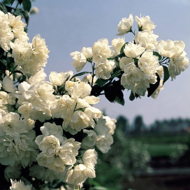 Philadelphus virginal  (Mock Orange) 2L