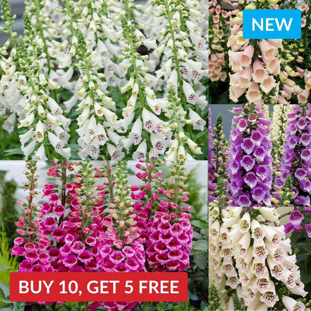 Digitalis Dalmatian Collection