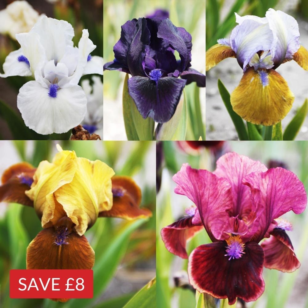 Iris pumila Collection