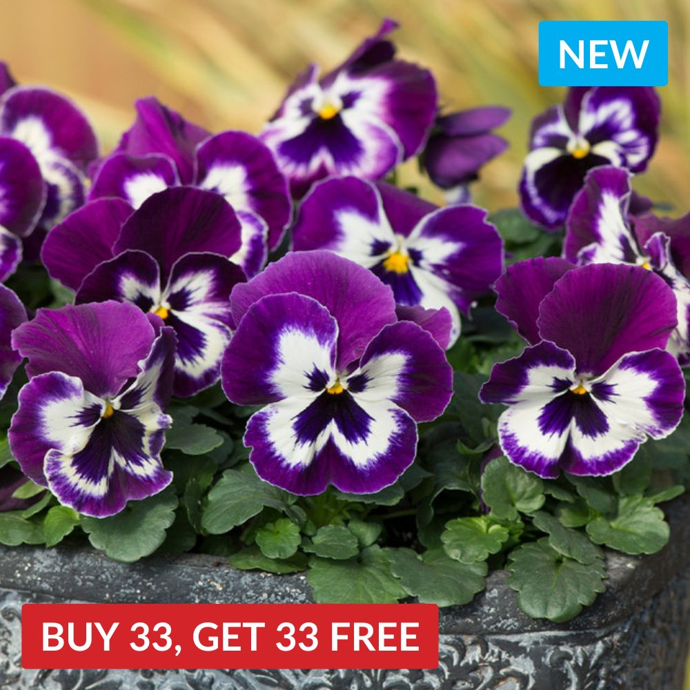 Pansy Matrix Purple & White