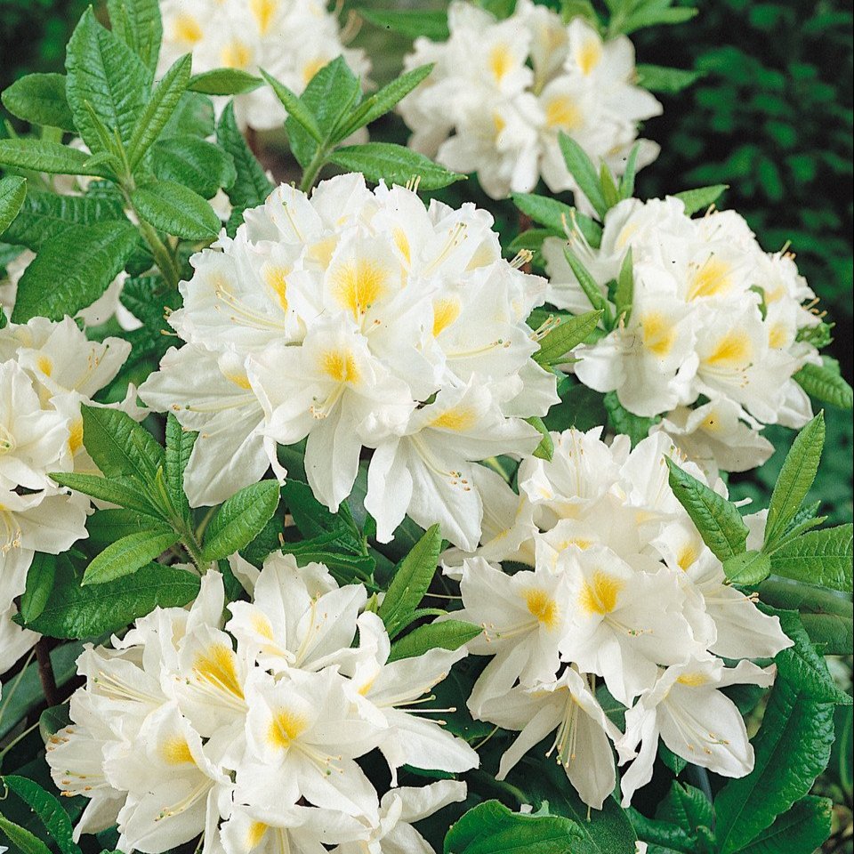 Azalea deciduous 'Persil'   (13cm Pots)