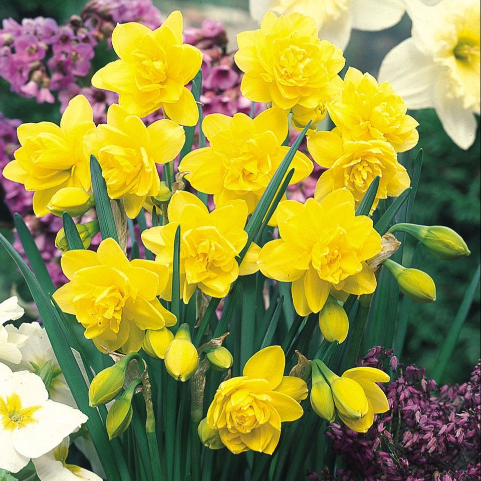 Narcissus Golden Ducat  (12-14cm Bulbs)