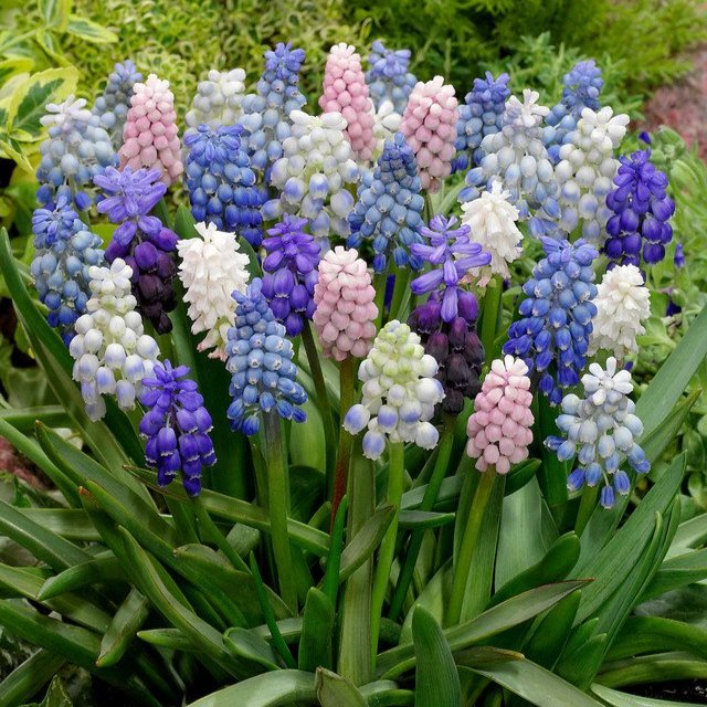 Muscari Mixed 