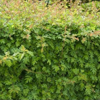 Hawthorn Hedging