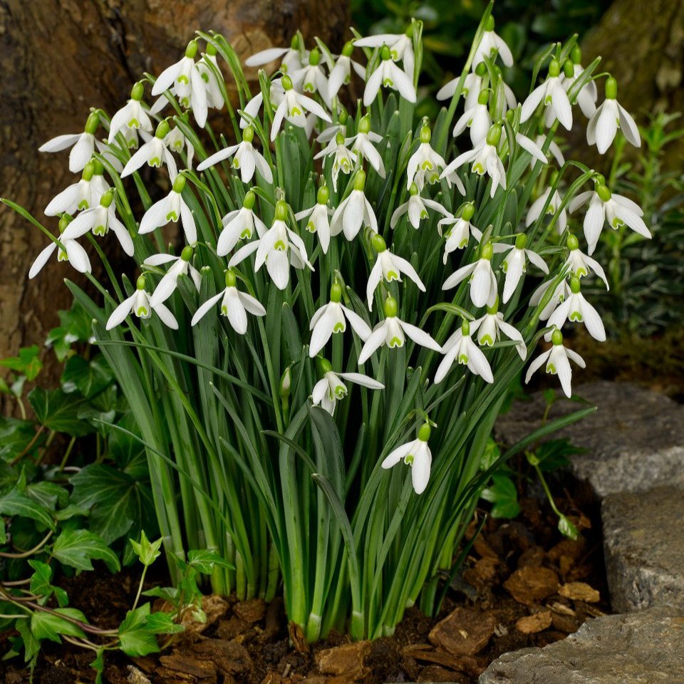 Galanthus Elwesii  (5cm+ Bulbs)