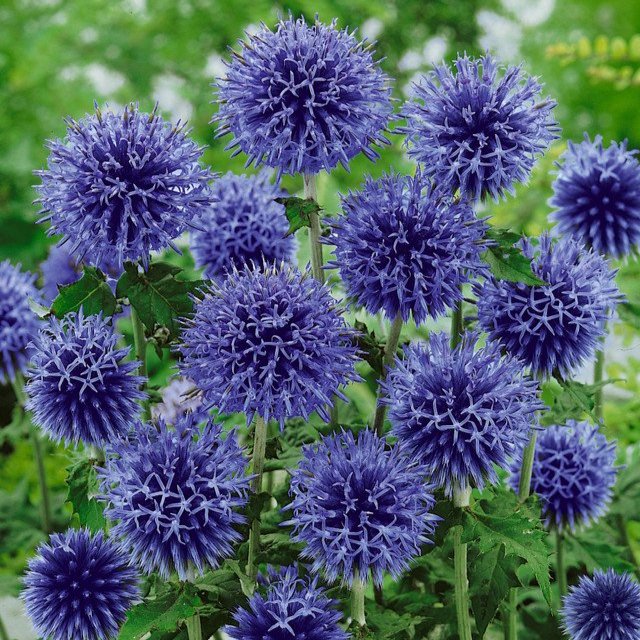 Echinops bannaticus Blue Globe (7cm Pot)