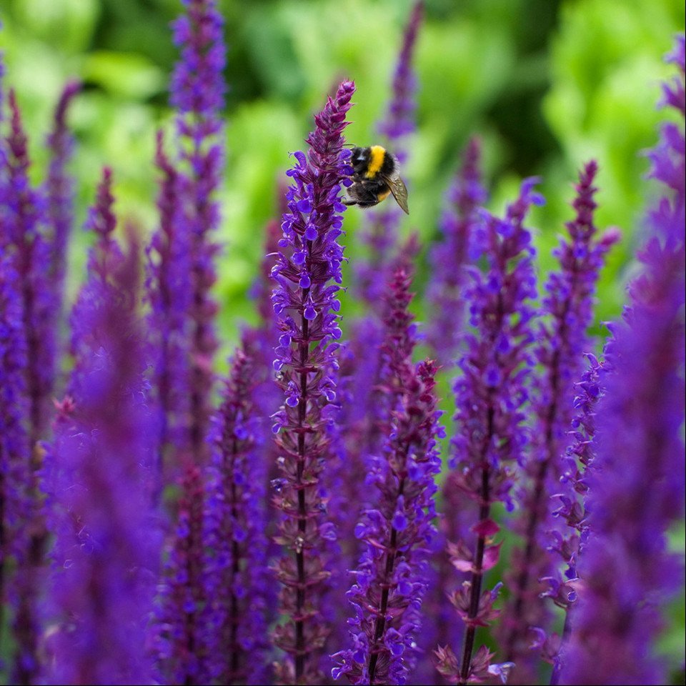 Salvia nemorosa 'Caradonna'  (9cm Pots)
