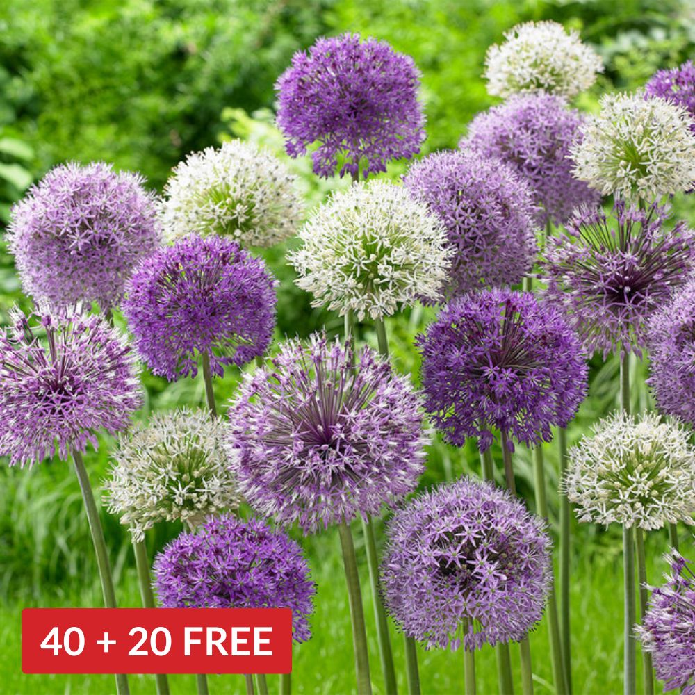 Allium Superglobe Mix