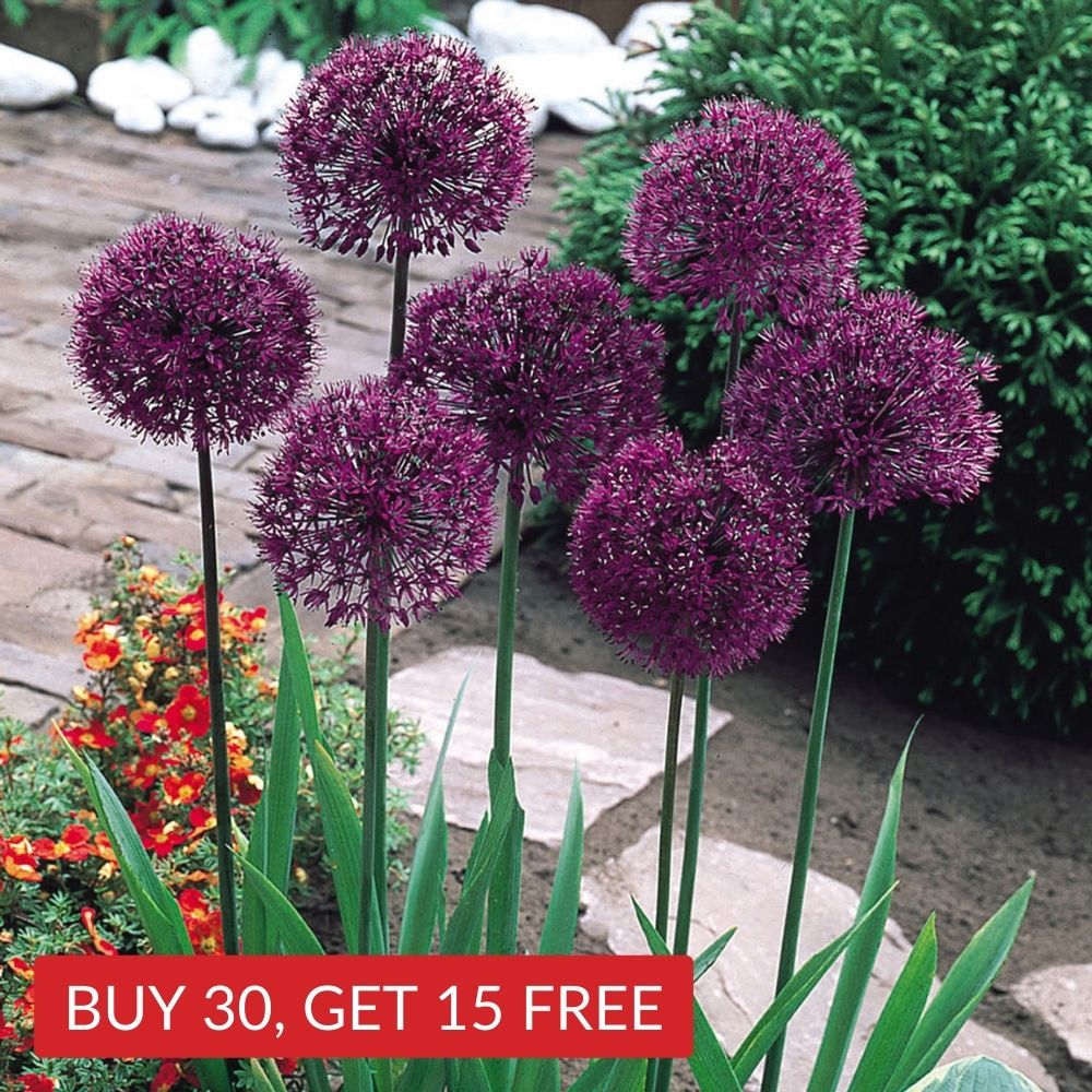 Allium 'Purple Sensation'