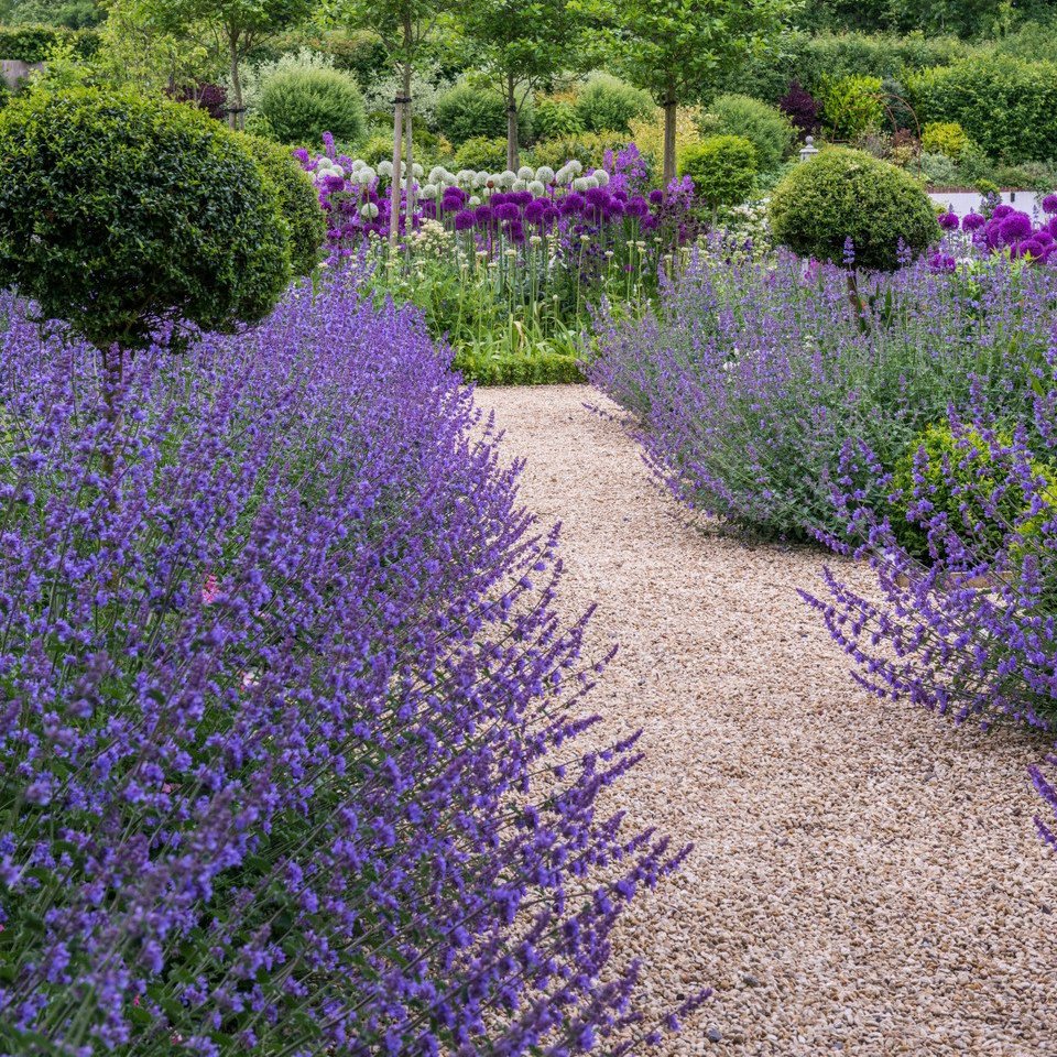 Nepeta Faassenii