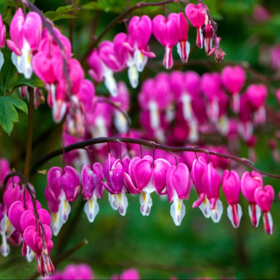 Dicentra spectabilis  (Loose Roots)