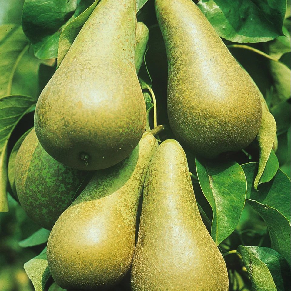 Pear 'Conference'  (2 Y/0 Loose-Rooted Trees)