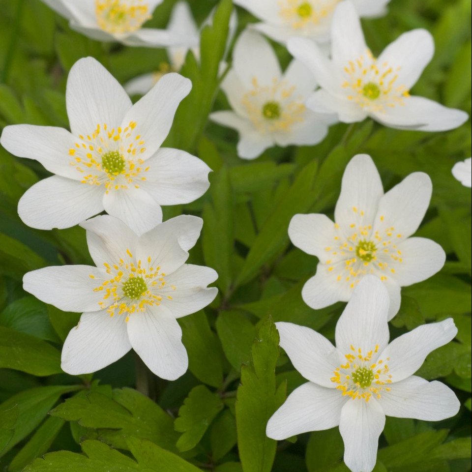 Anemone Nemorosa  (Top-Sized Bulbs)