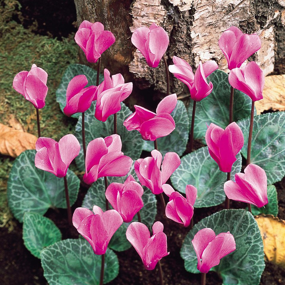 Cyclamen hederifolium  (13-15cm Bulbs)