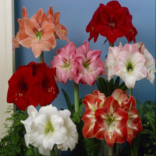 Amaryllis Mixed  (30cm+ Bulbs)