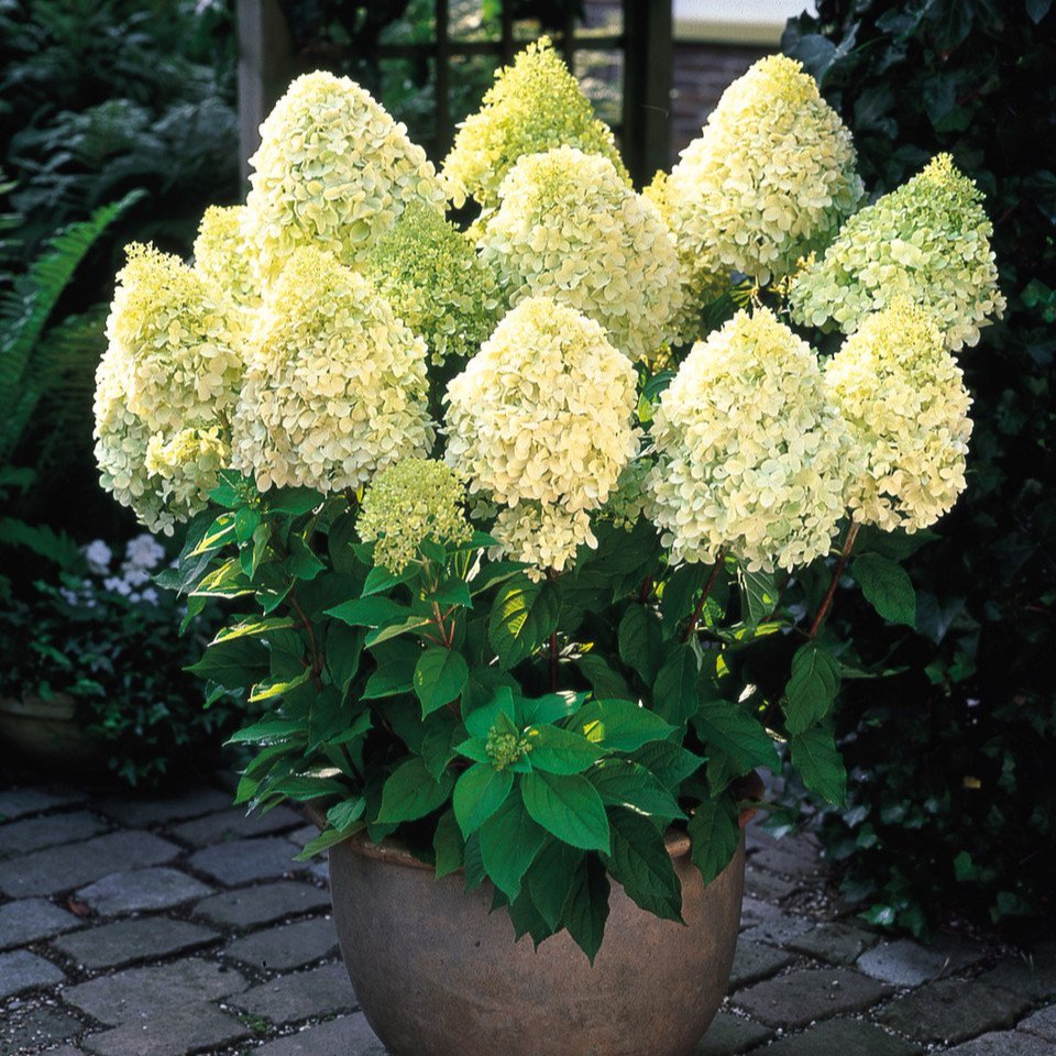 Hydrangea paniculata 'Limelight' P9 (9cm Pots)