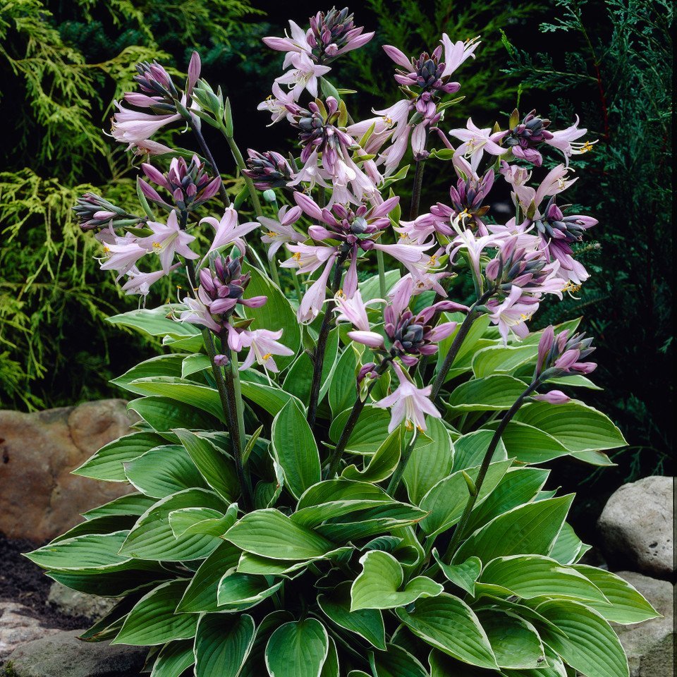 Hosta Francee  (Loose Roots)