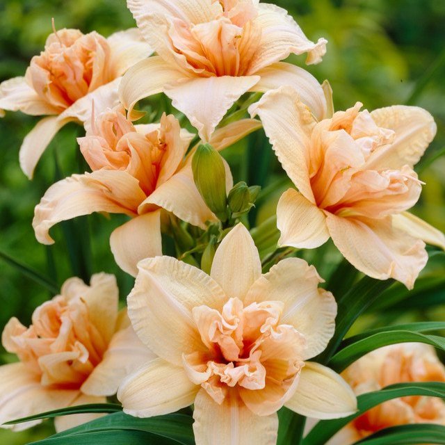 Hemerocallis Double Dream  (Loose-Rooted Plants)