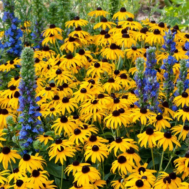 Rudbeckia Goldsturm  (5cm Module)