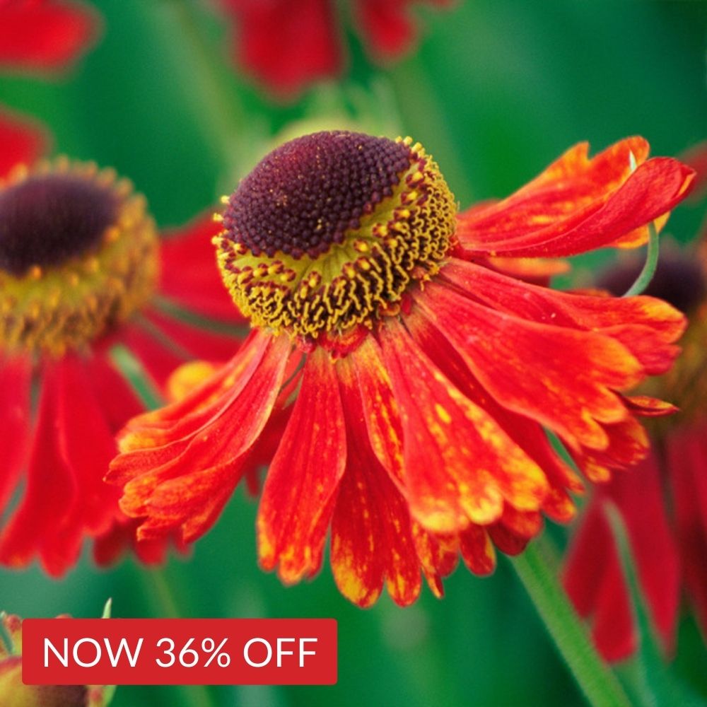 Helenium Moerheim Beauty