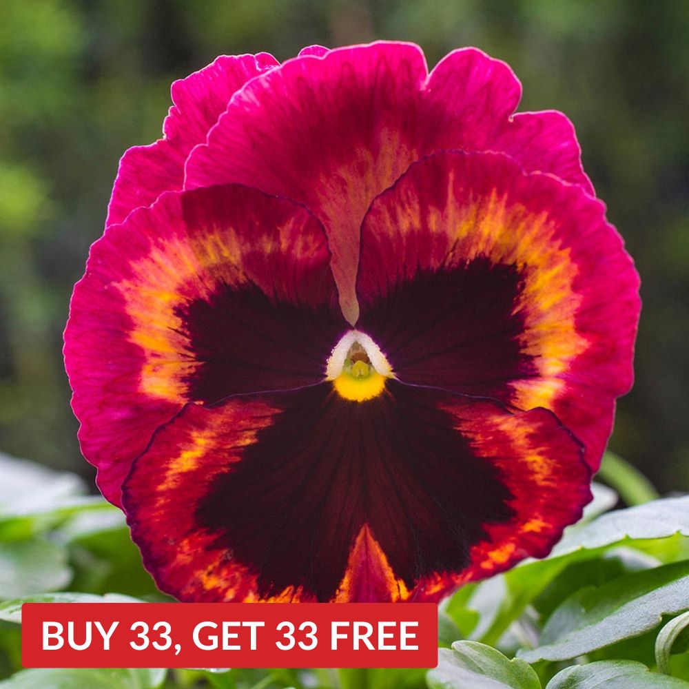 Pansy Solar Flare