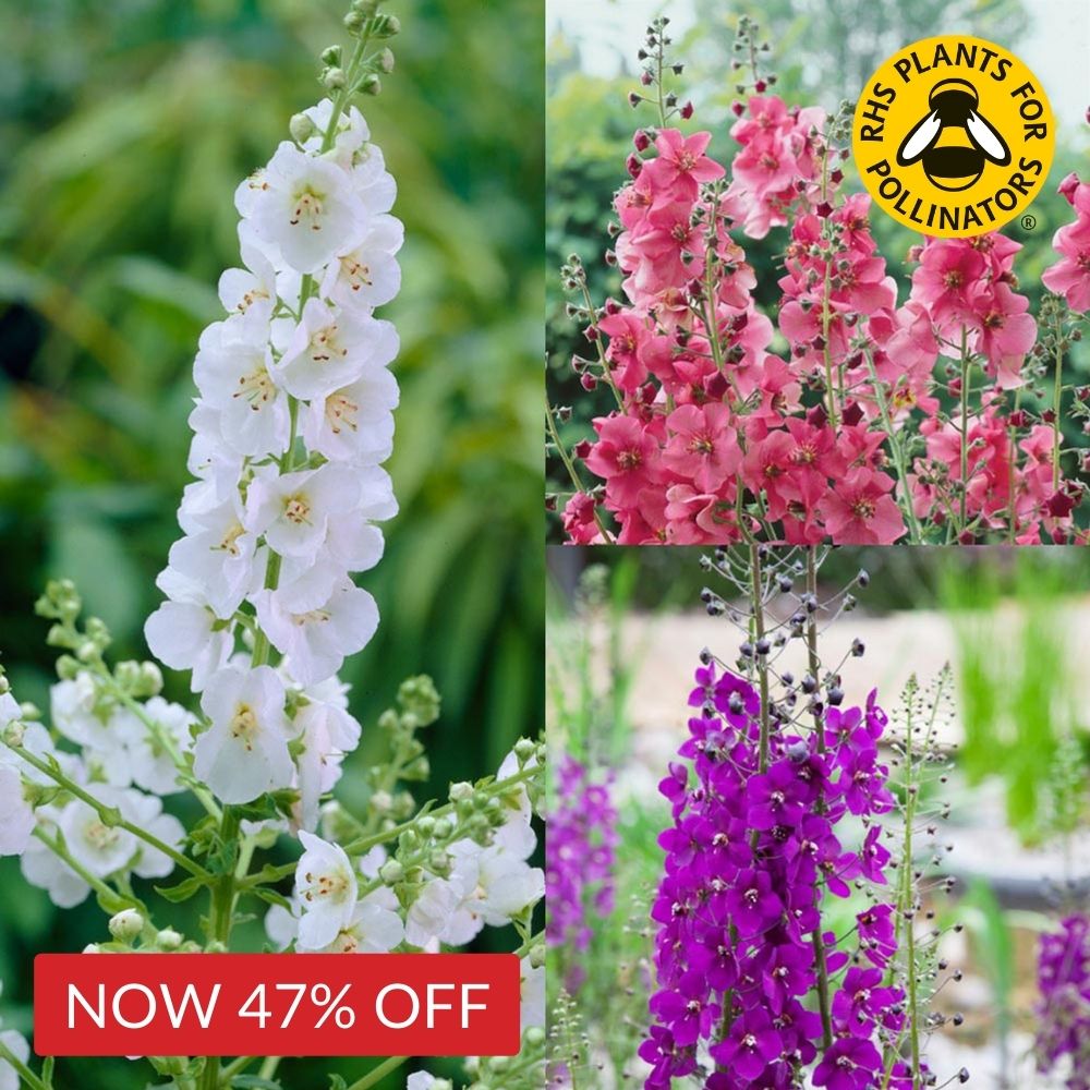 Verbascum Collection