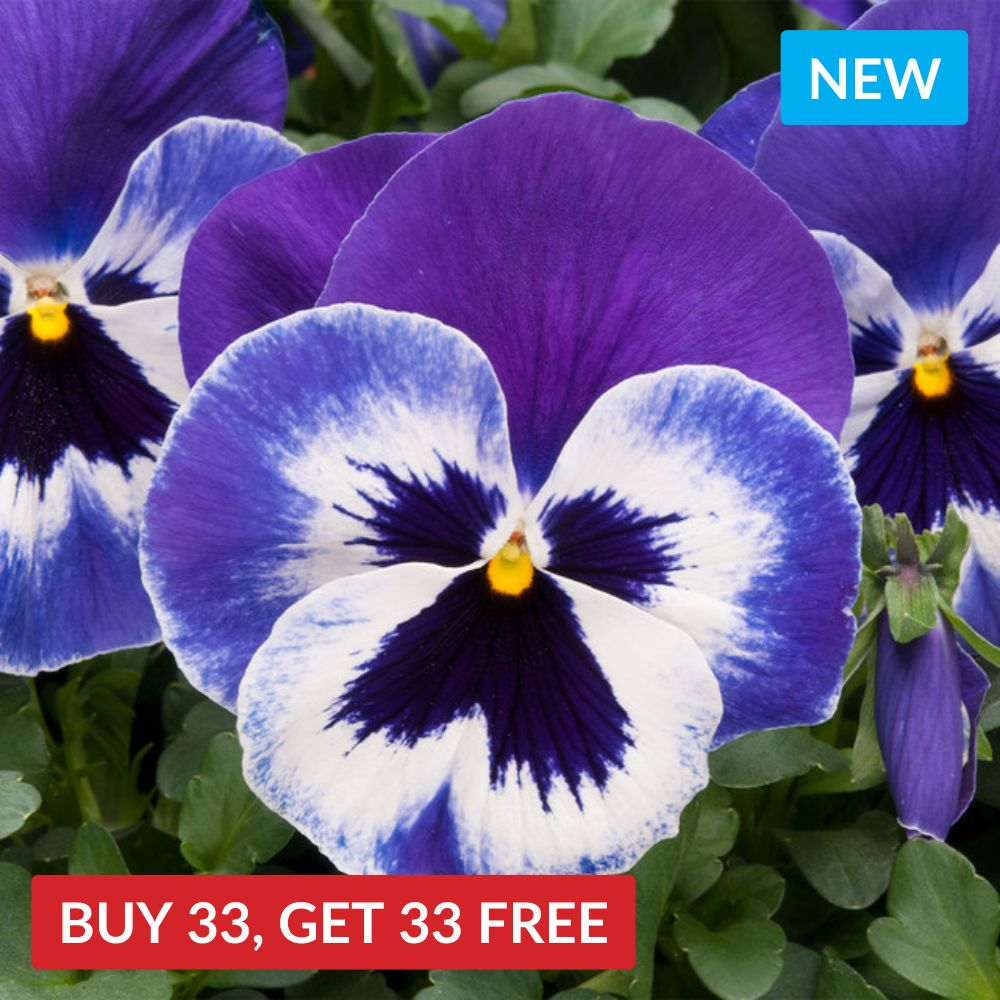 Pansy Matrix Delft Blue