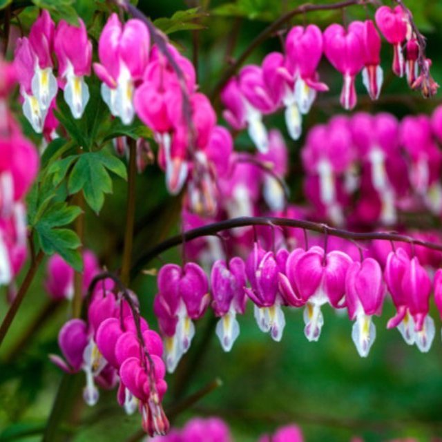 Dicentra spectabilis