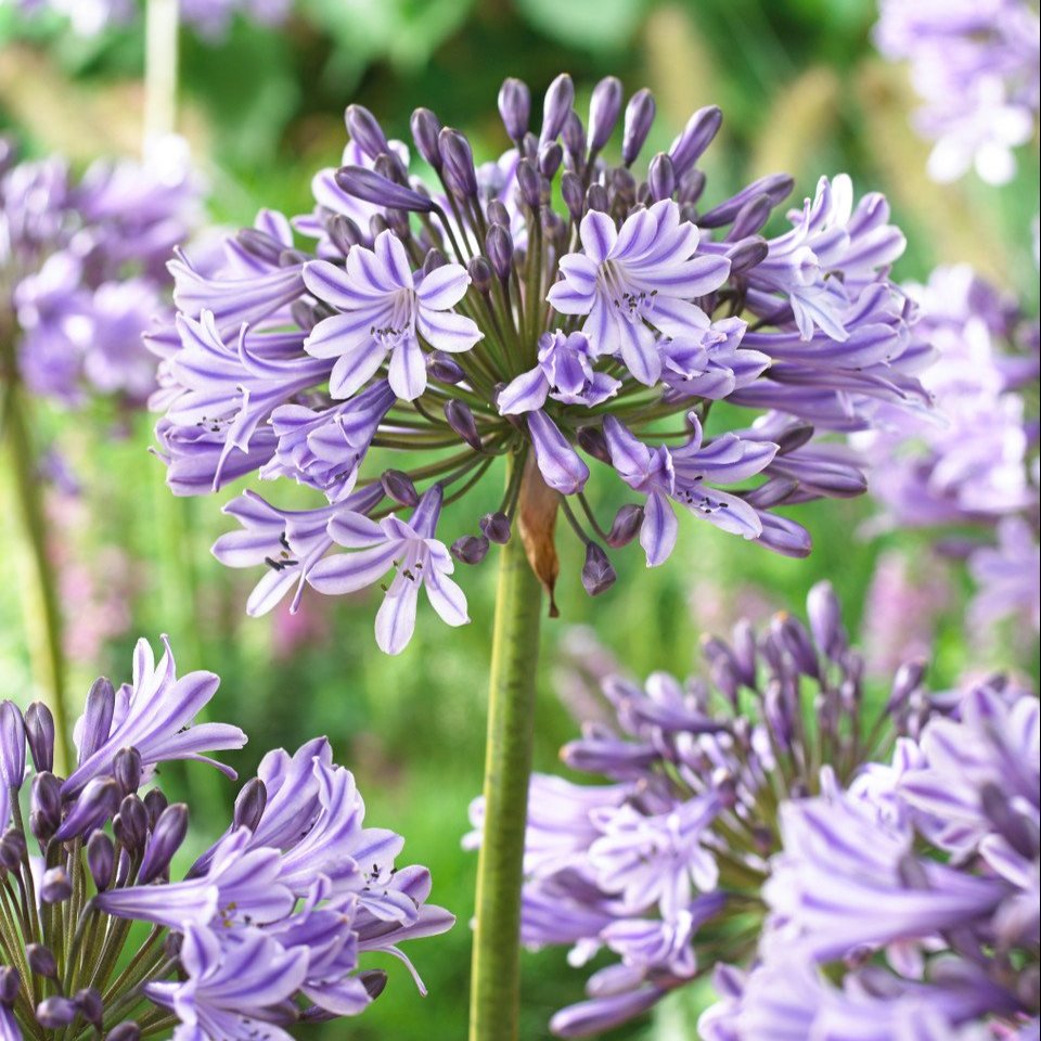 Agapanthus Melbourne  (Loose Roots)