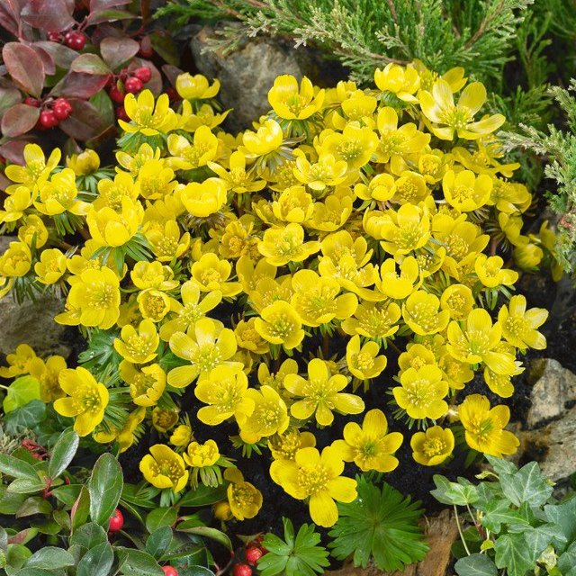 Eranthis Cilicica