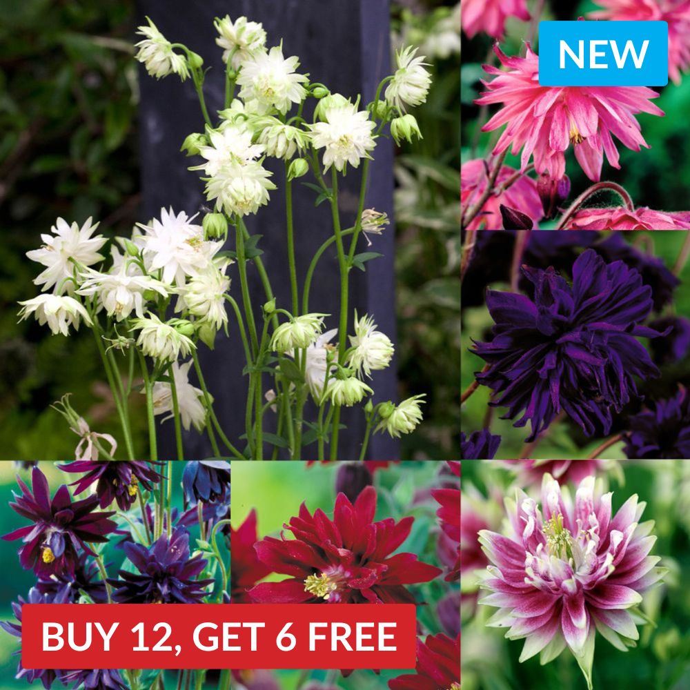 Aquilegia Double Barlow Collection