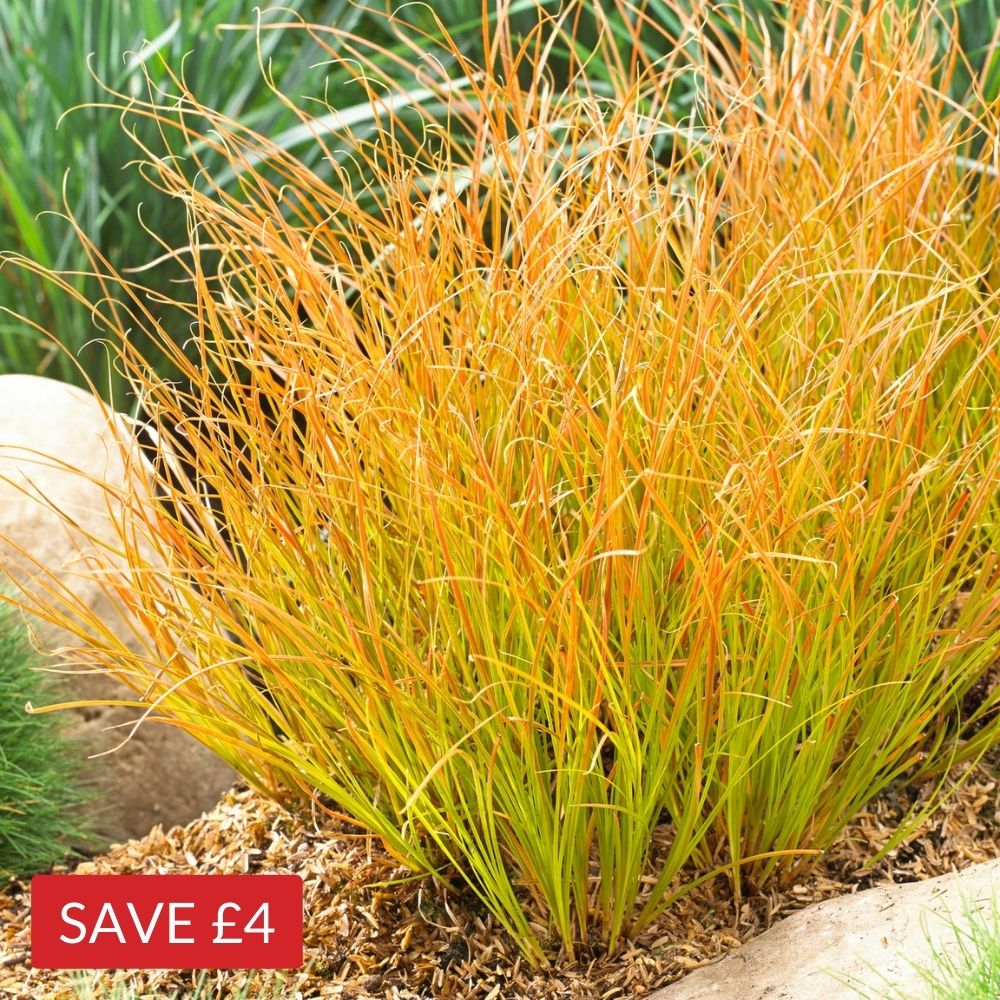 Carex testacea 'Prairie Fire'