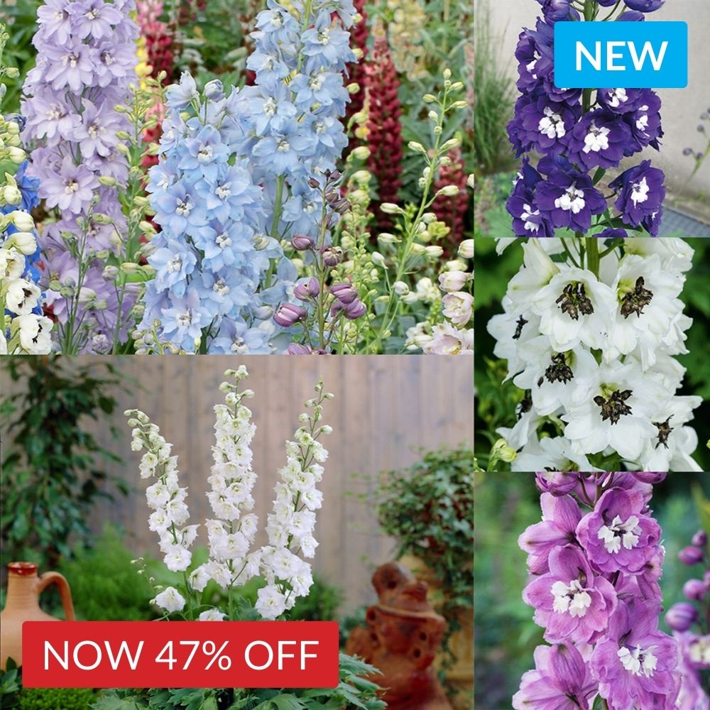 Delphinium Magic Fountains Collection