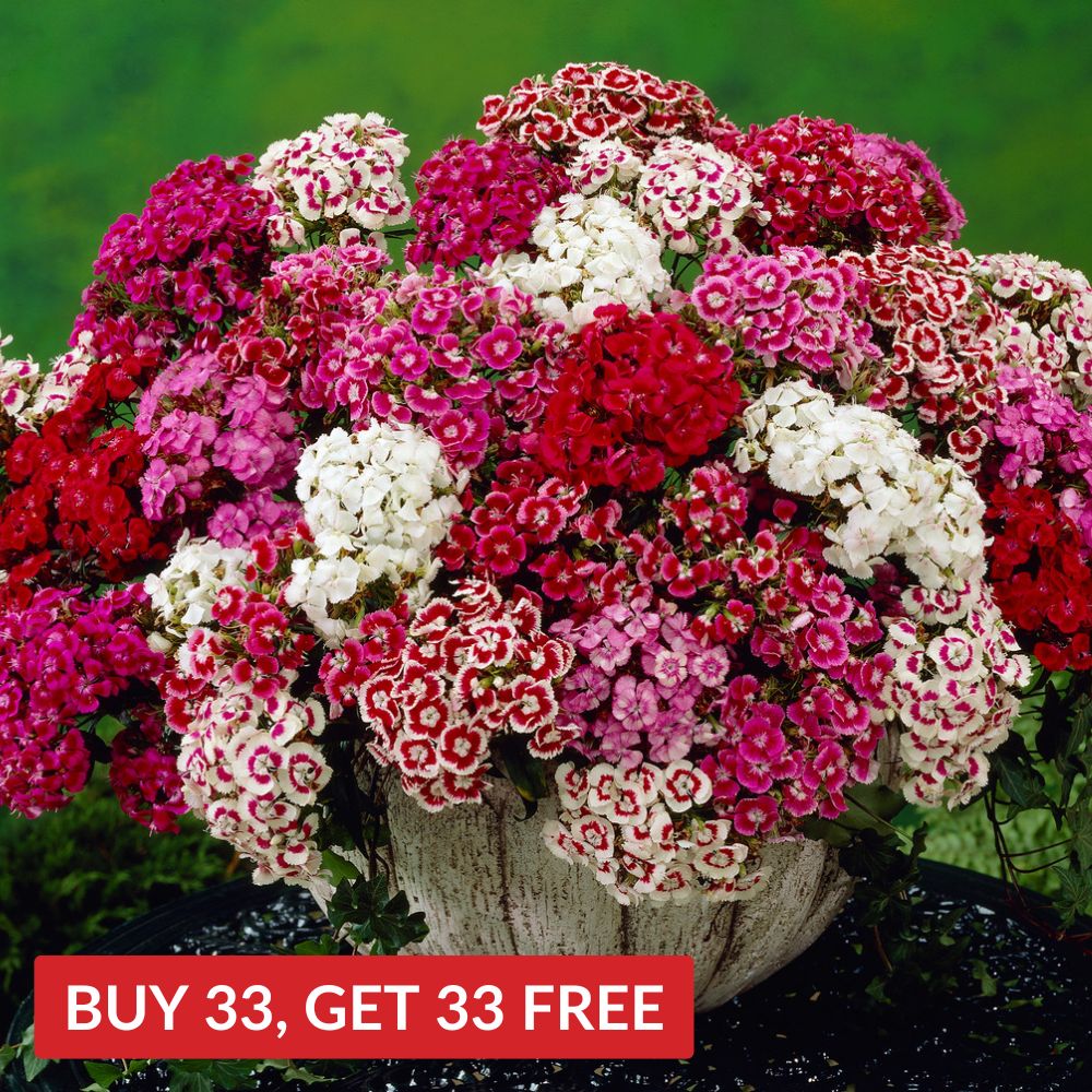 Sweet William Mix