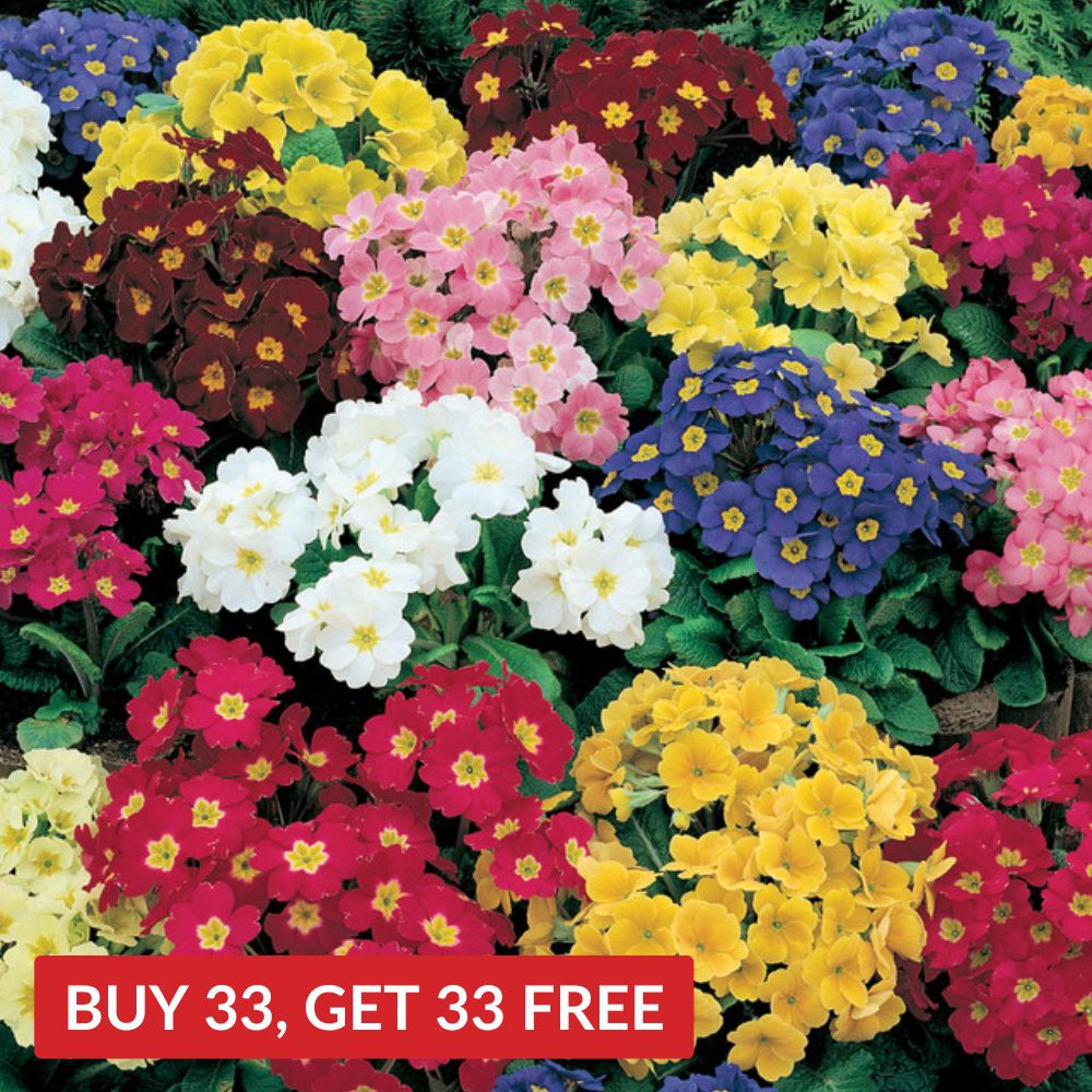 Polyanthus Crescendo Mix