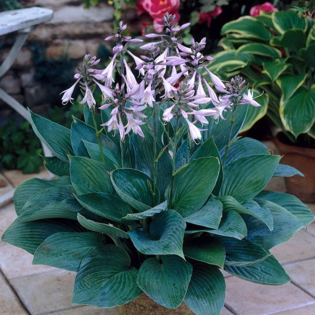 Hosta 'Fortunei Hyacinthina'   (9cm Pots)