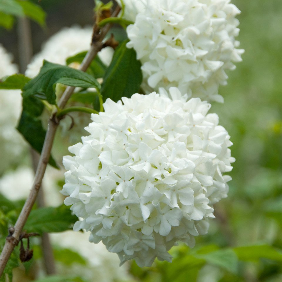 Viburnum opulus Roseum  (9cm Pots)