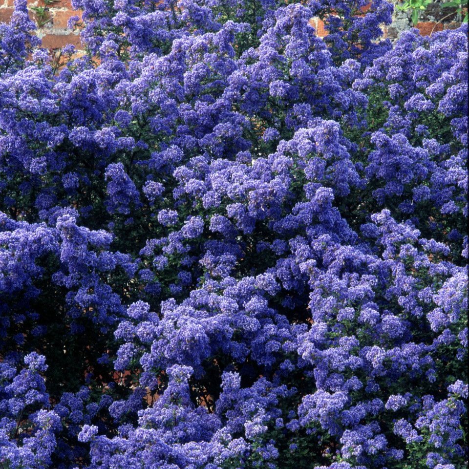 Ceanothus Puget Blue (9cm Pot)