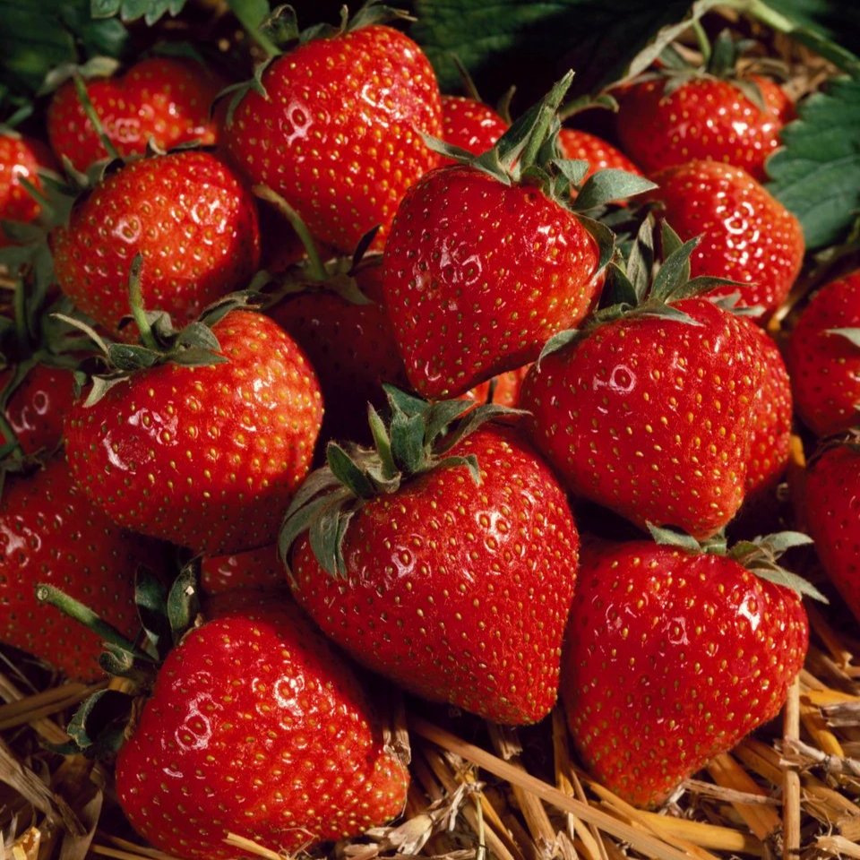 Strawberry 'Cambridge Favourite'  (Loose-Rooted Plants)
