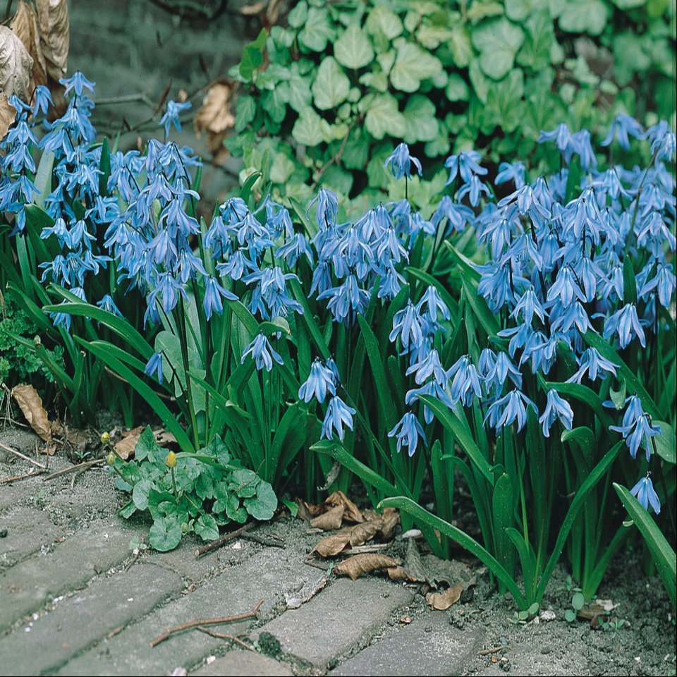 Narcissus Martinette  (10-12cm Bulbs)