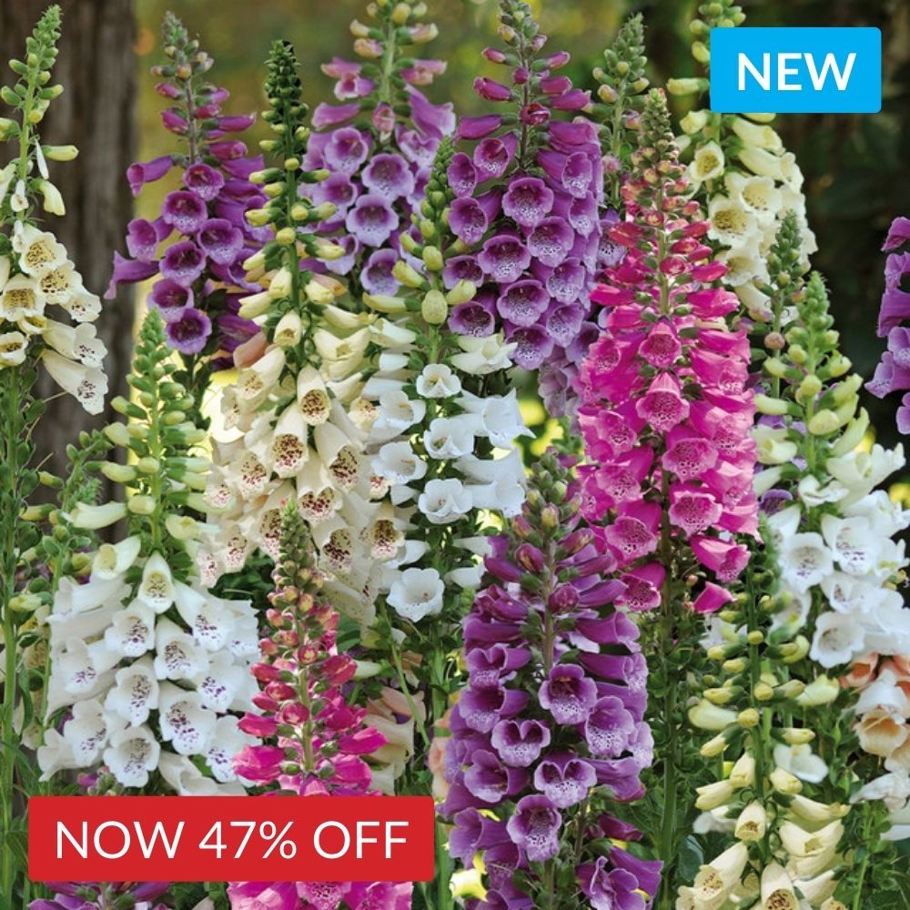 Digitalis Dalmation Mix