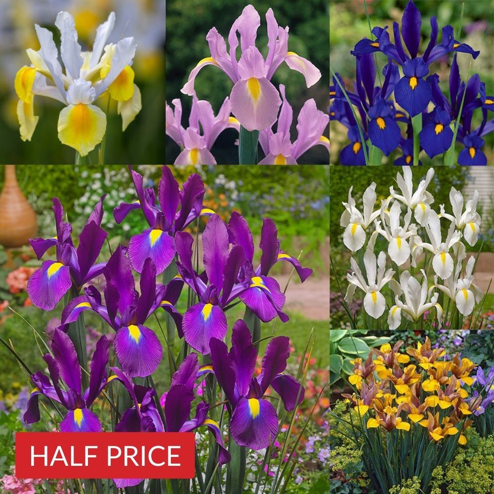 Dutch Iris Collection