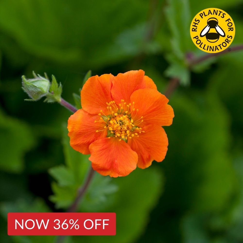 Geum Queen of Orange