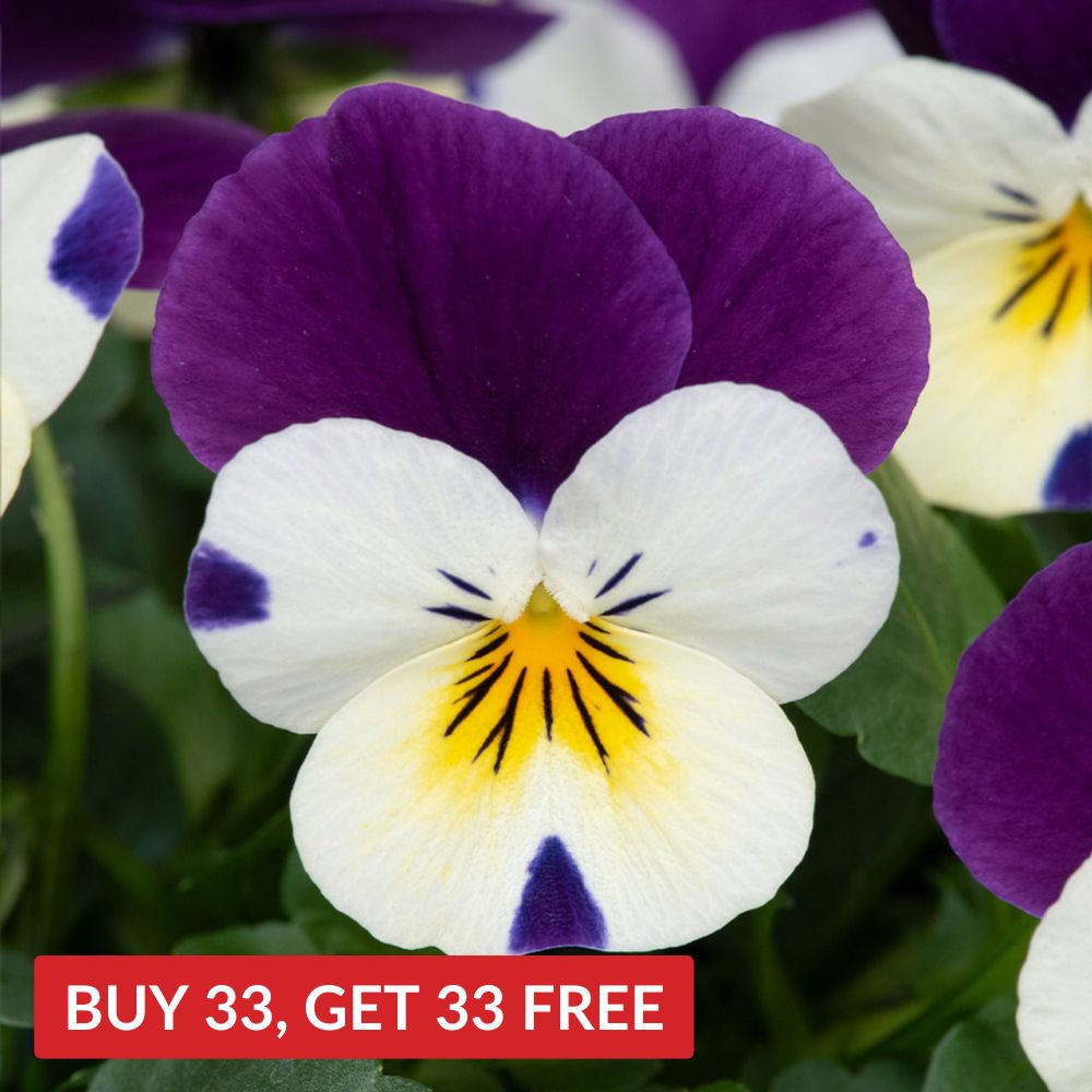 Viola Teardrops Cream Purple Wing